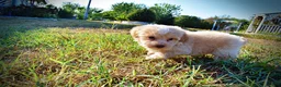 Havapoo dogs for sale: Loki-Sale!!! - Ad 6