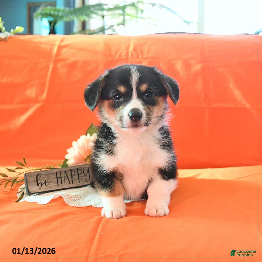 Welsh Corgi Pembroke dogs for sale: Pepper - Ad 5