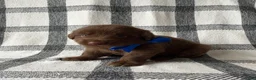 Mixed Breed dogs for sale: Teddy - Ad 4