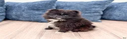 Pomeranian dogs for sale: Oreo - Ad 6