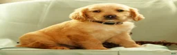 Golden Retriever dogs for sale: Joey - Ad 3