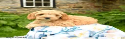 Cockapoo dogs for sale: Daisy - Ad 3