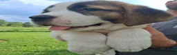 Saint Bernard dogs for sale: Peaches  - Ad 3