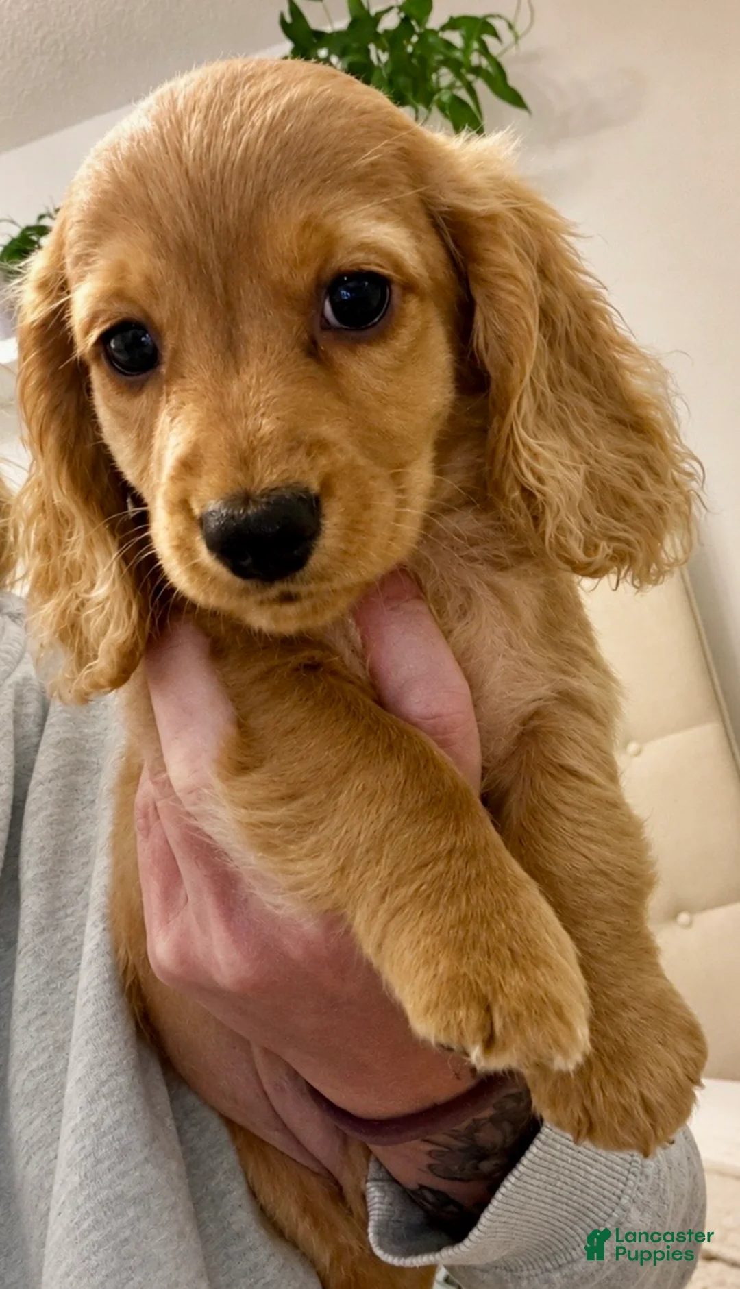 Miniature Dachshund dogs for sale: Miniature Dachshund 3 - Ad 2