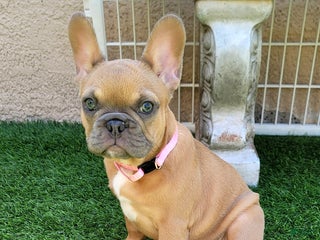 French Bulldog dogs - Ad 11