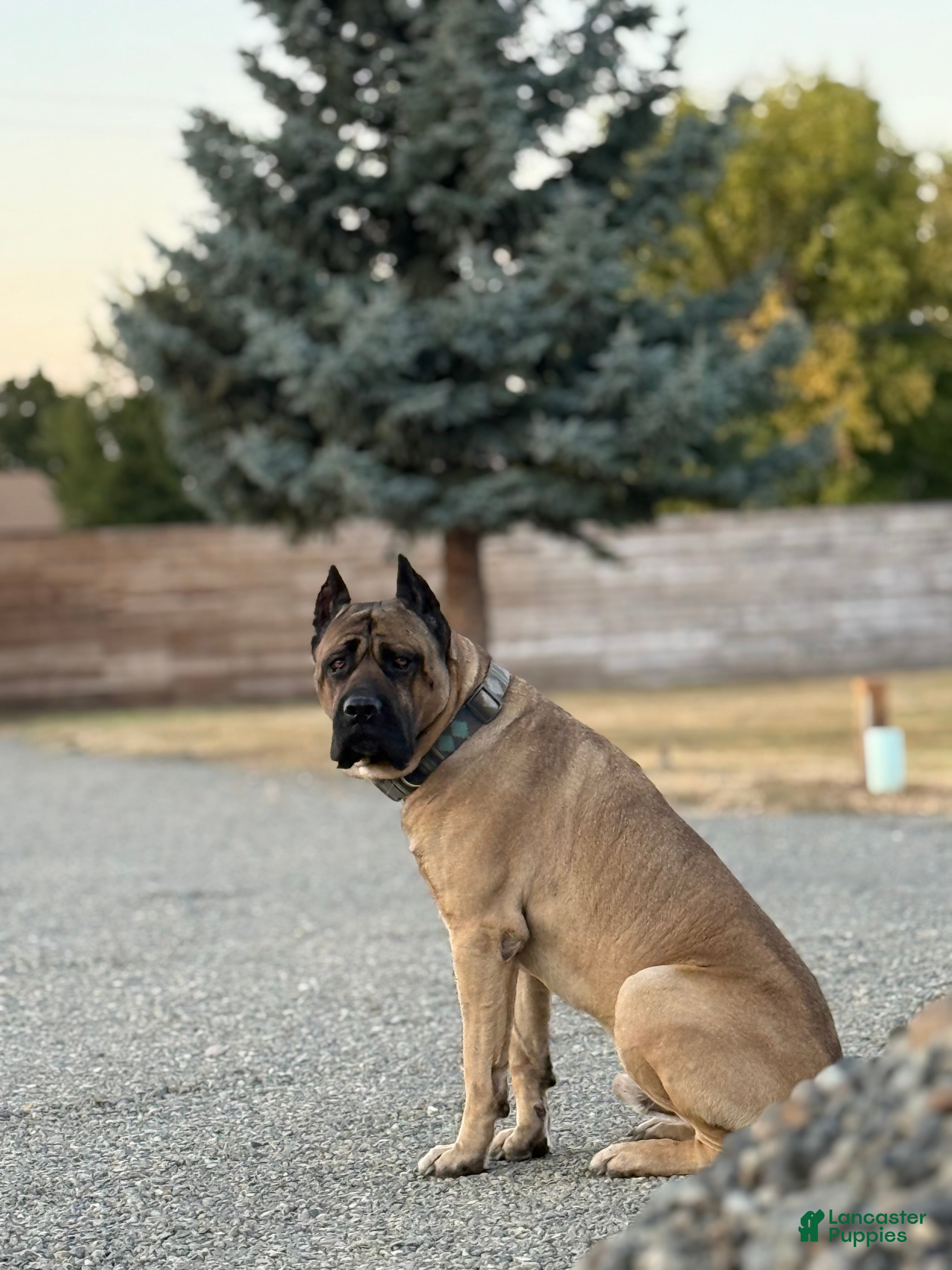 Gordo