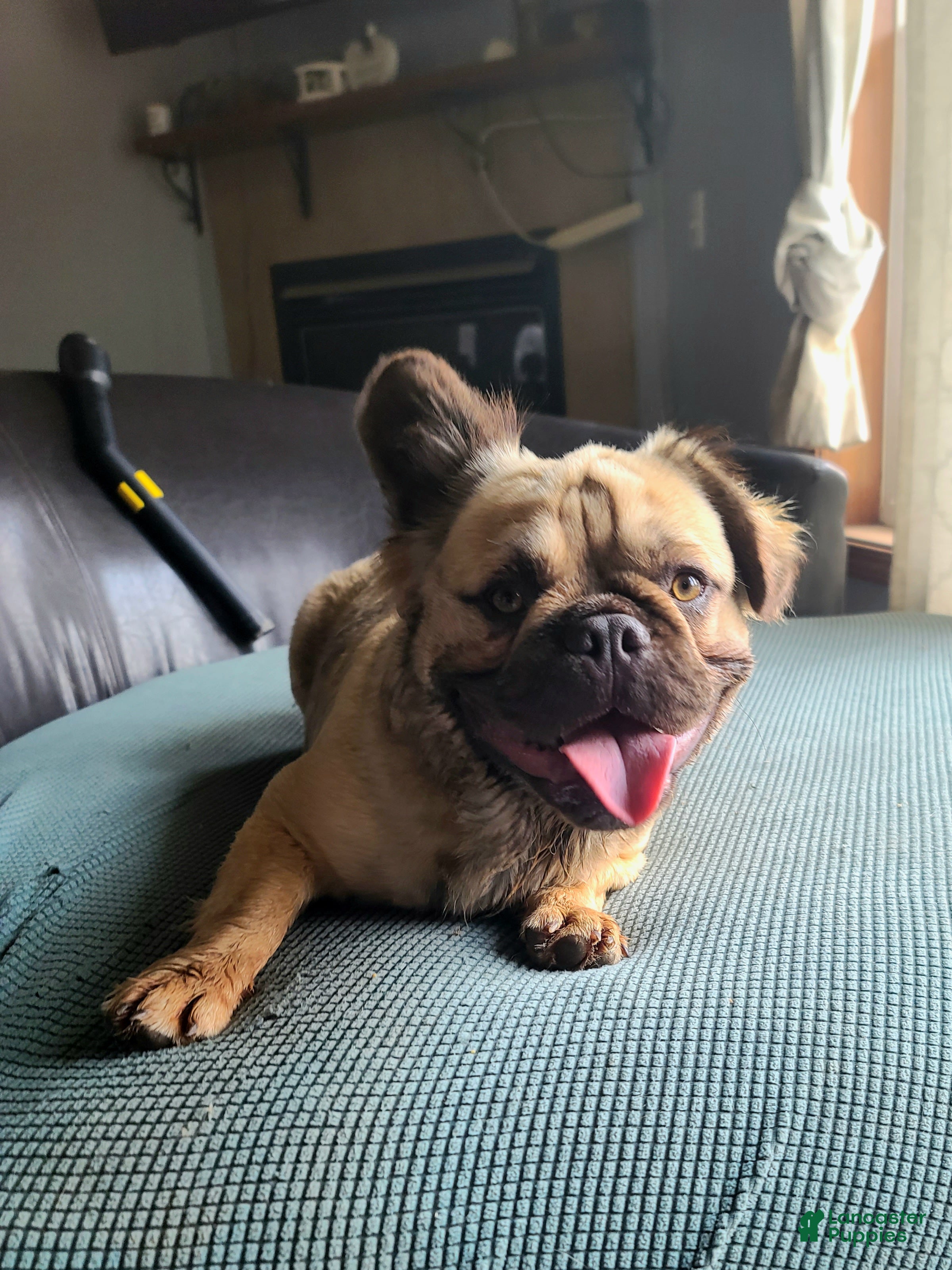 French Bulldog dogs Coco fawn fluffy male - Ad 2