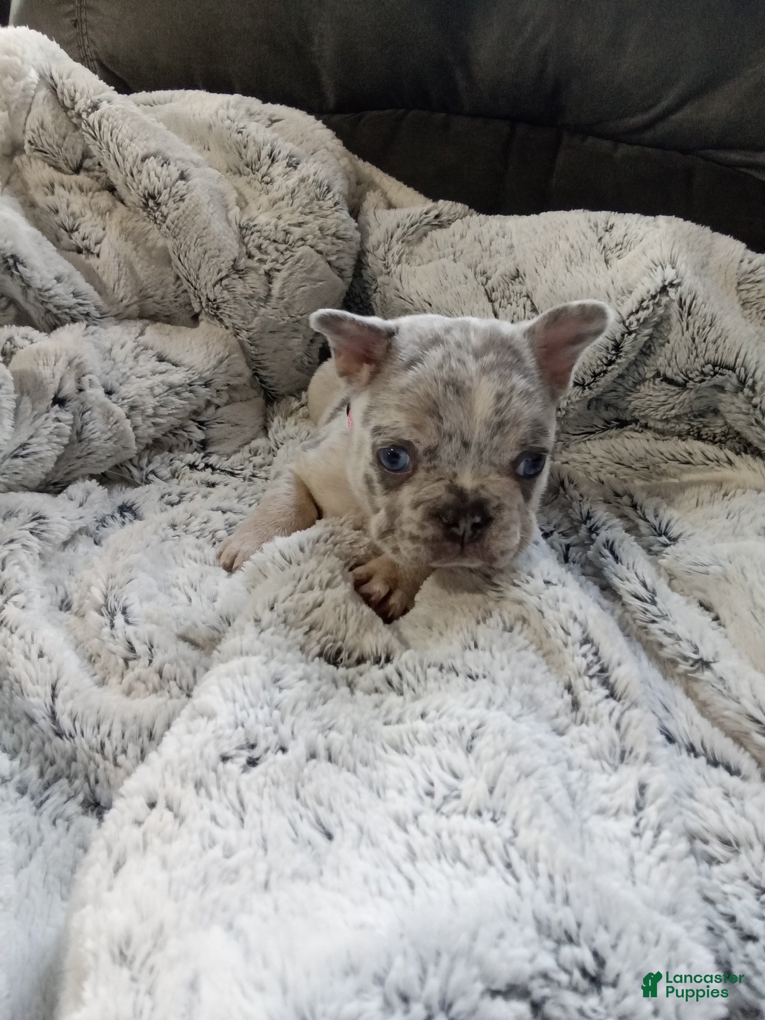 French Bulldog dogs for sale: Zoey - Ad 2