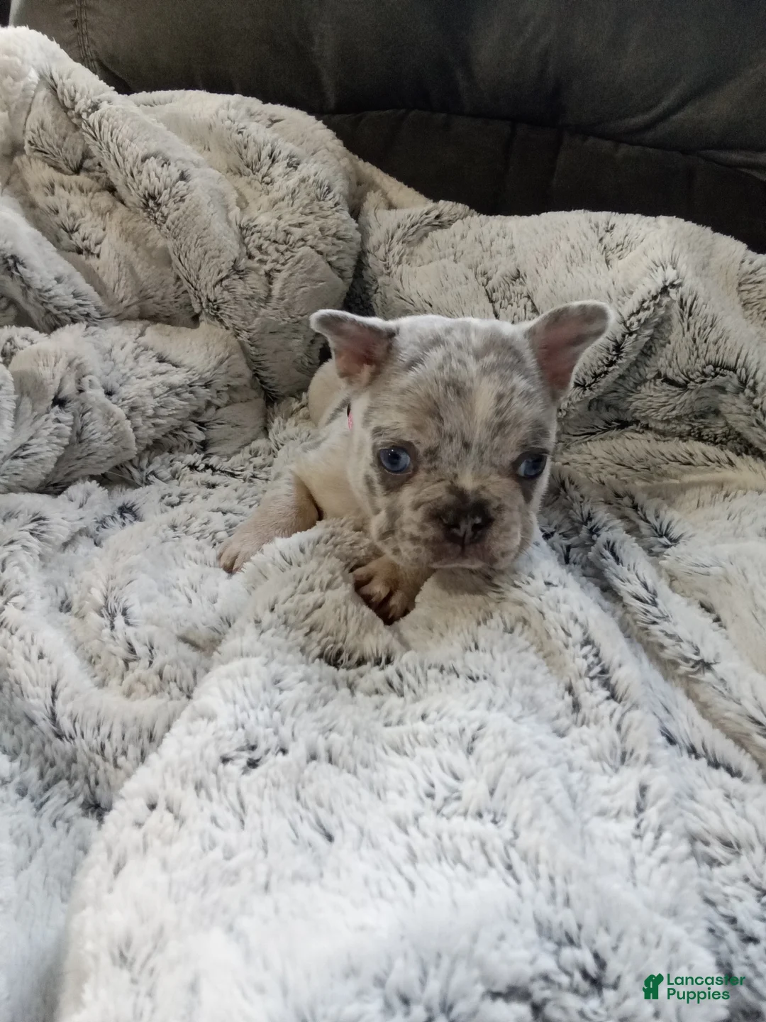 French Bulldog dogs for sale: Zoey - Ad 1