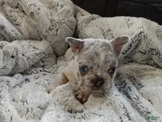 French Bulldog dogs for sale: Zoey - Ad 2