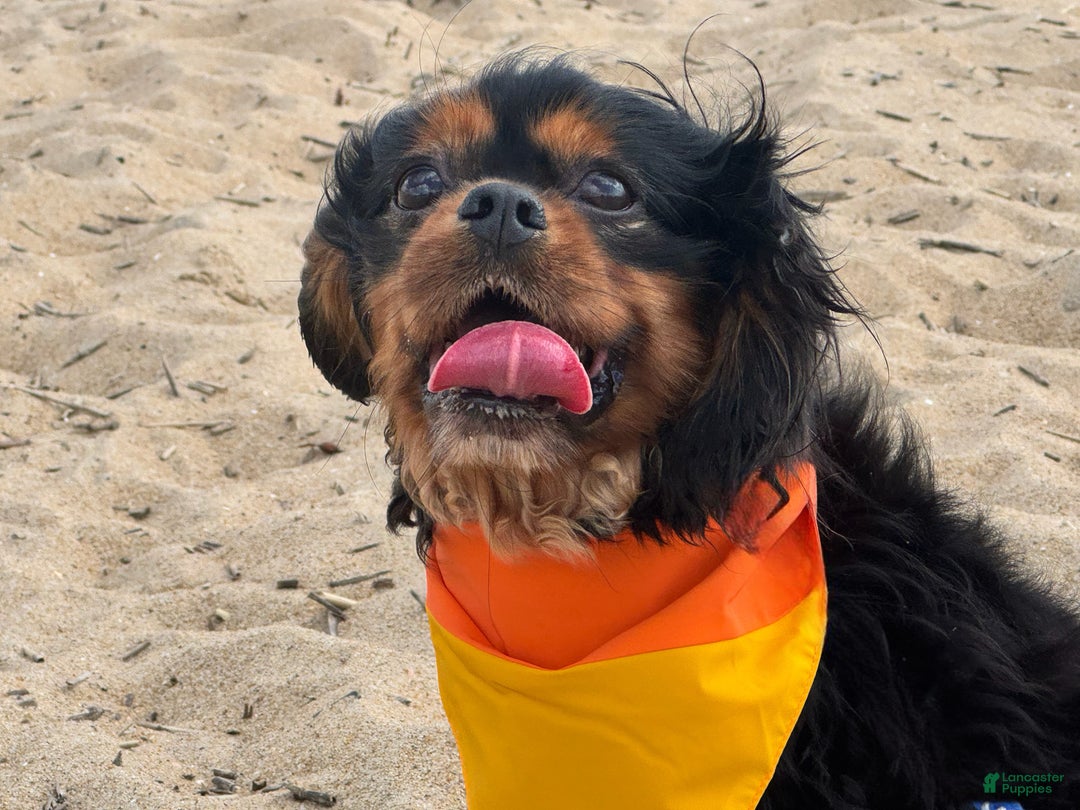 Cavalier King Charles Spaniel dogs for stud: Finn - stud only  - Ad 4