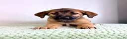 Mixed Breed dogs for sale: Moose - Ad 2