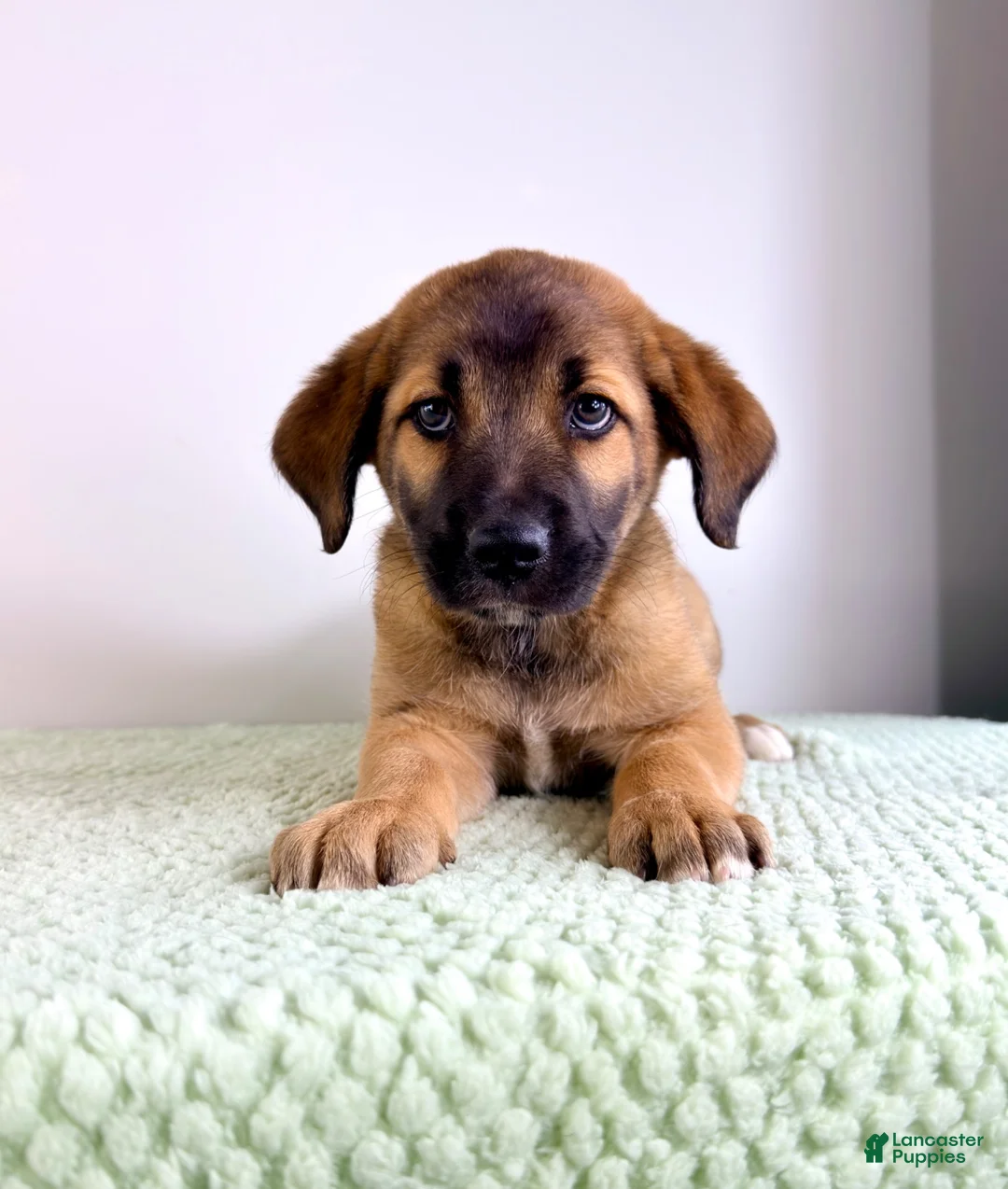 Mixed Breed dogs for sale: Moose - Ad 2
