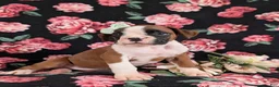 Boxer dogs for sale: Ramsey - Ad 3