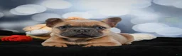 French Bulldog dogs for sale: April - Ad 19