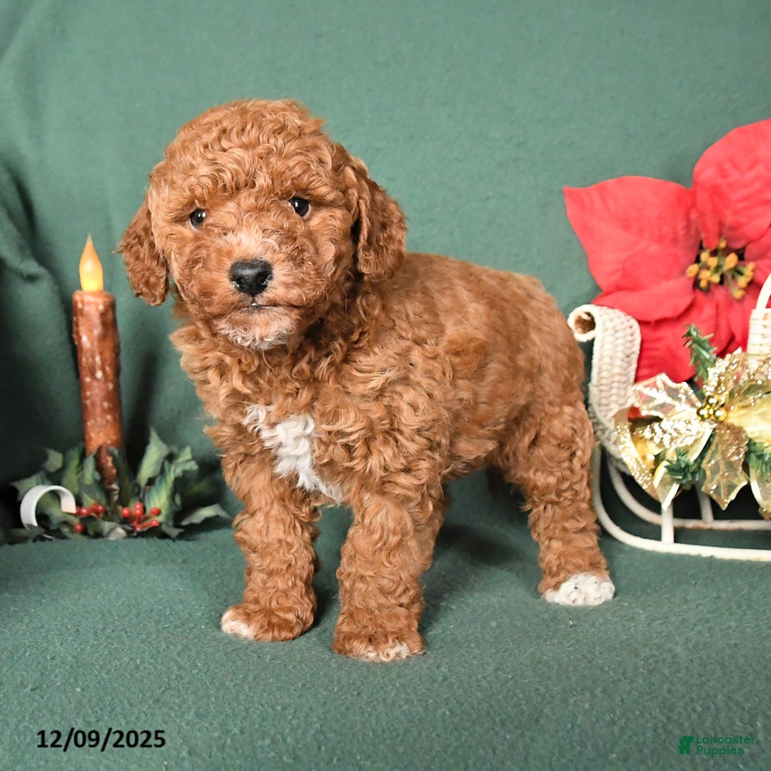 Labradoodle dogs for sale: Vance - Ad 2