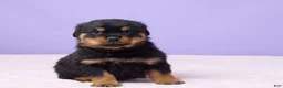 Rottweiler dogs for sale: Ian - Ad 2