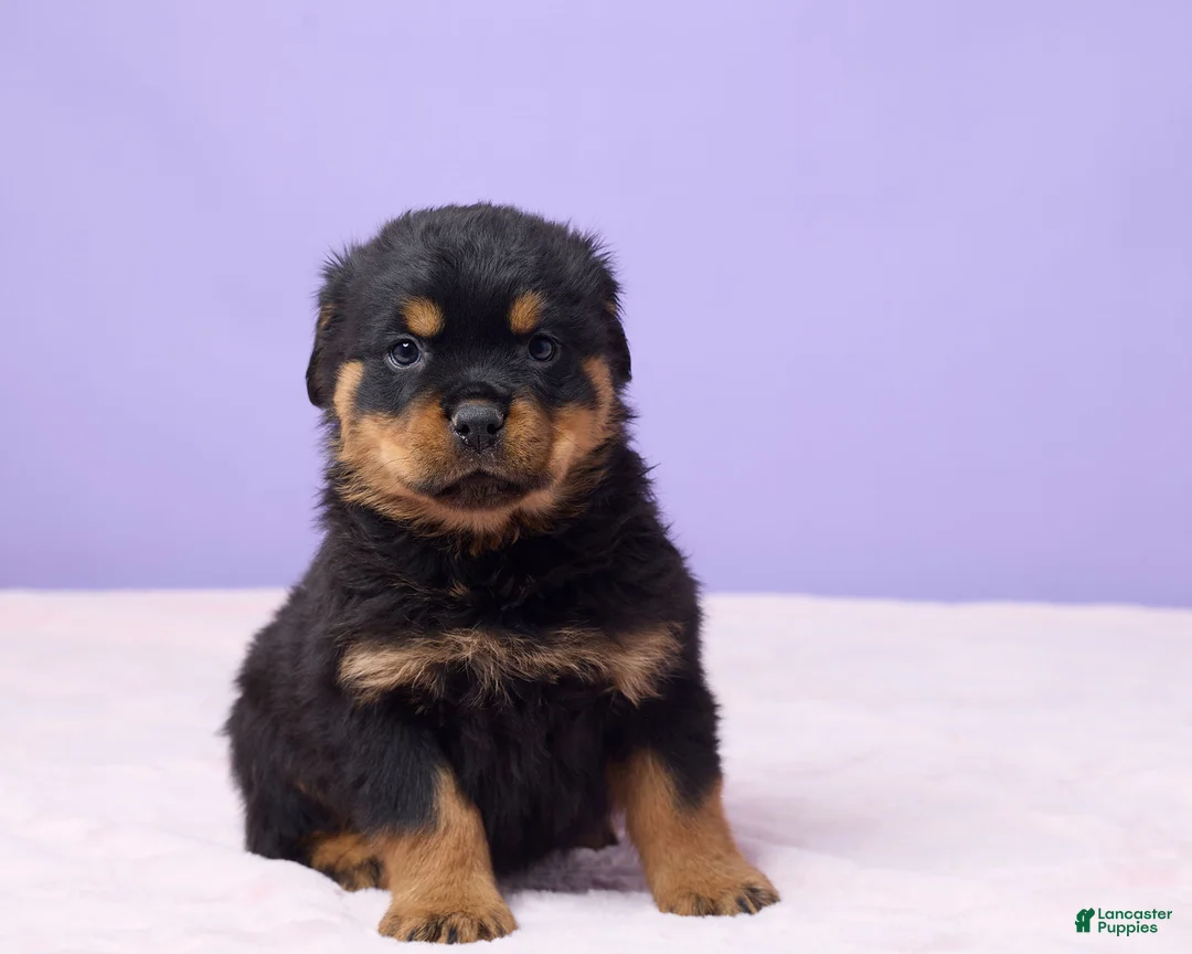 Rottweiler dogs for sale: Ian - Ad 2