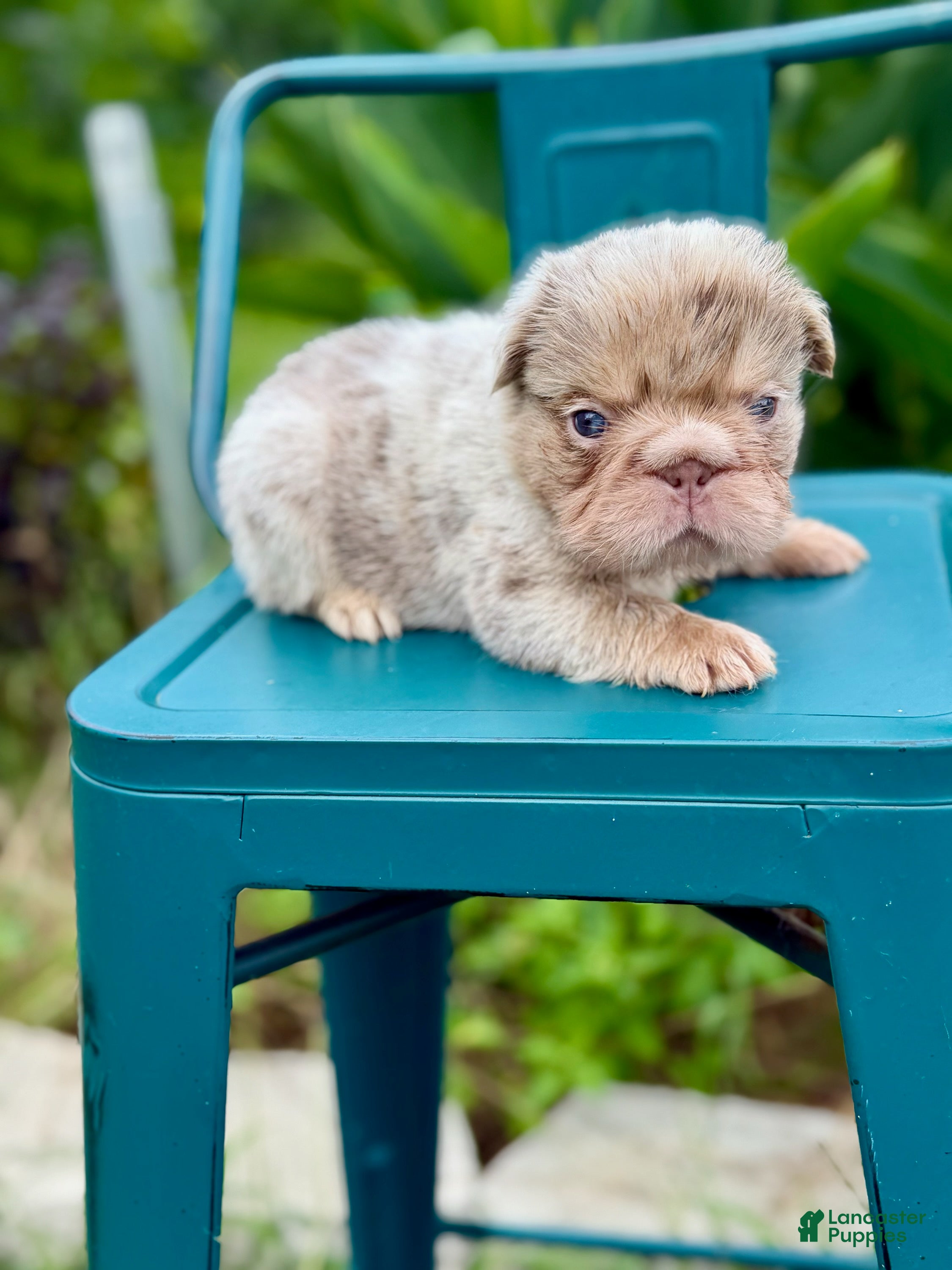 French Bulldog dogs Boy (Isabella fluffy Merle) - Ad 5