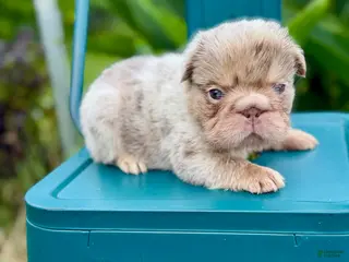French Bulldog dogs Boy (Isabella fluffy Merle) - Ad 5