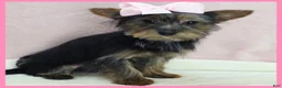 Morkie dogs for sale: Henry - Ad 2