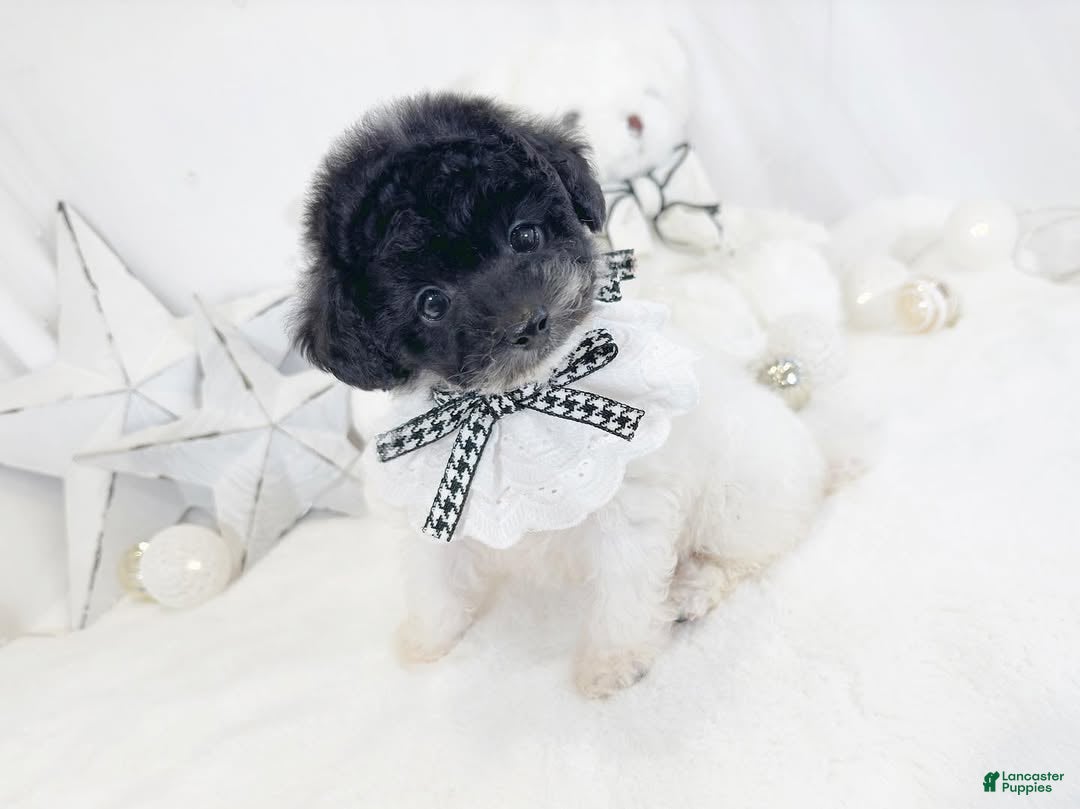 Toy Poodle dogs for sale: Adelaidee - Ad 32