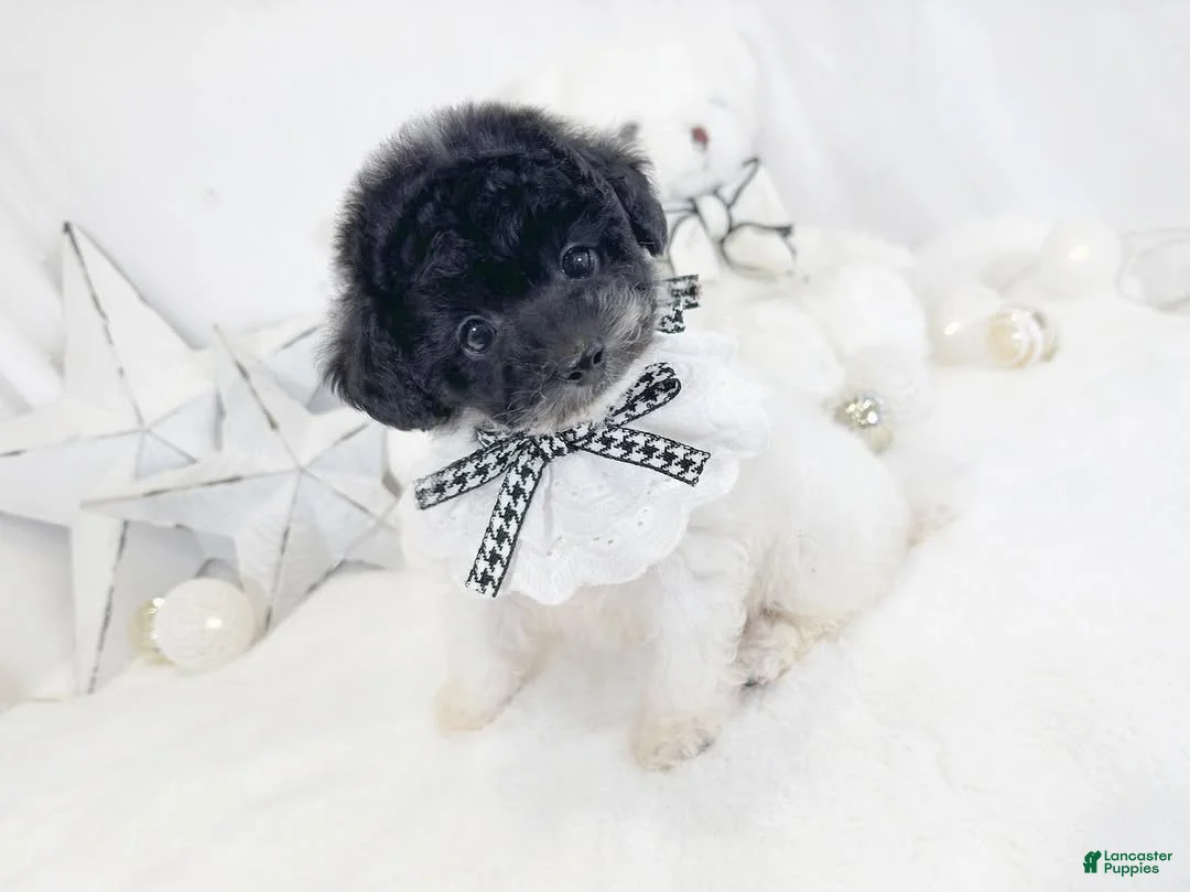 Toy Poodle dogs for sale: Adelaidee - Ad 1