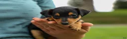 Miniature Pinscher dogs for sale: ALEX - Ad 16