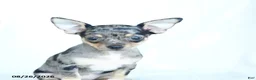 Chihuahua dogs for sale: Rainbow - Ad 4