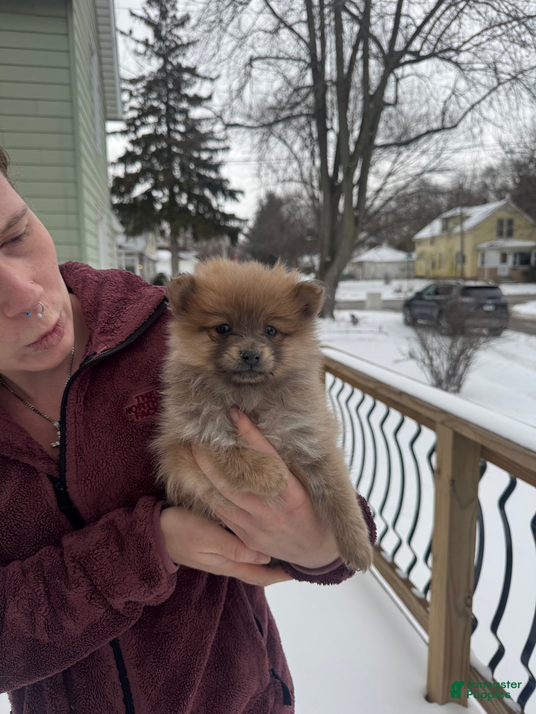 Pomeranian dogs for sale: Poppy - Ad 4