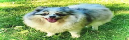 Pomeranian dogs for sale: Blue Merle Parti Girl 5 weeks - Ad 9