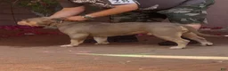 American Bully dogs for stud: Deschamps Bullies Gordo - Ad 3