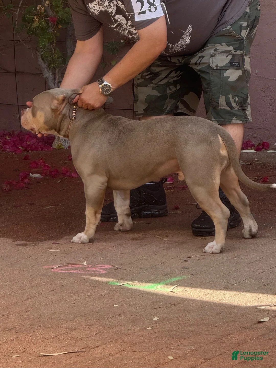 American Bully dogs for stud: Deschamps Bullies Gordo - Ad 3