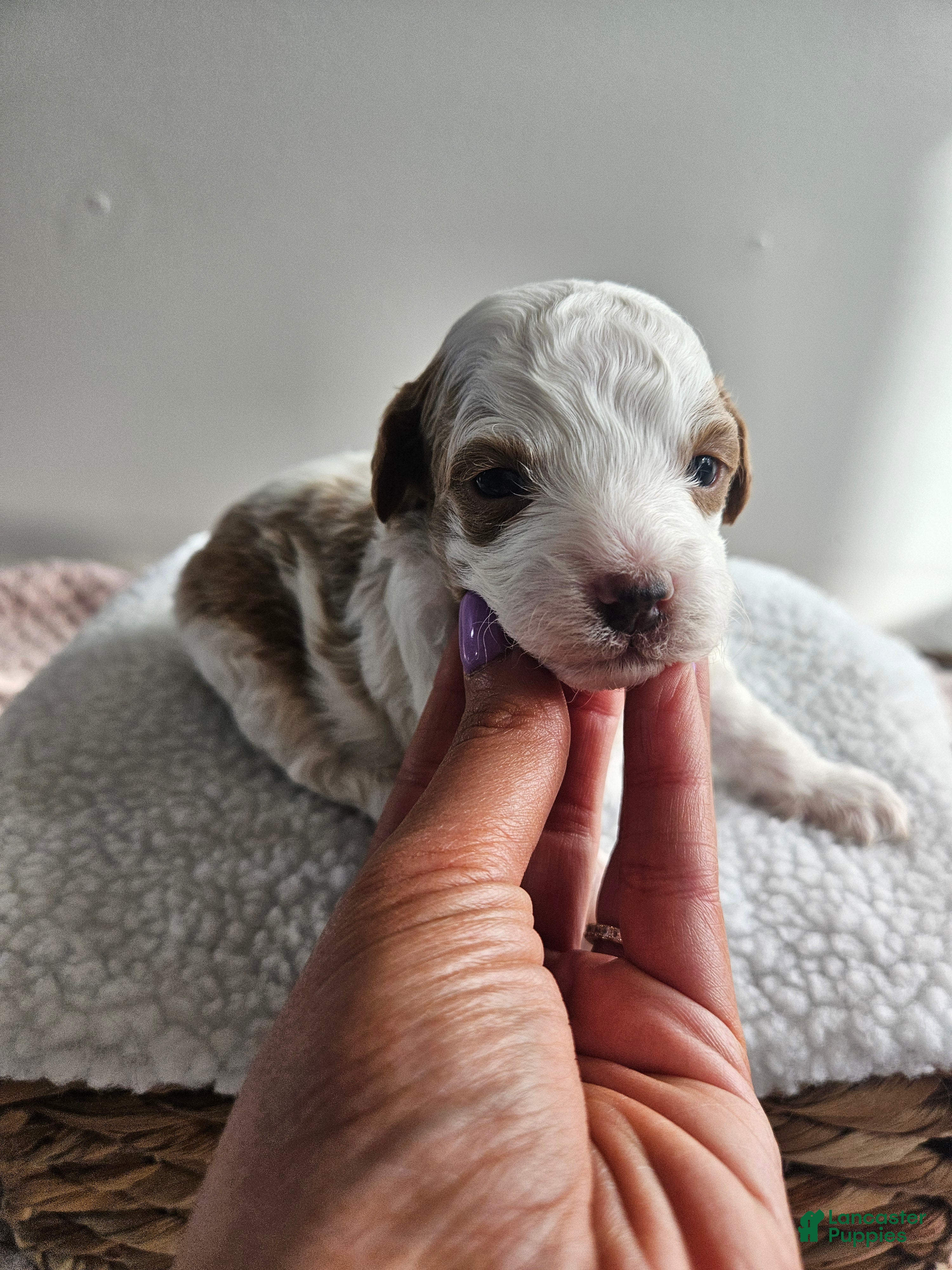 Cavapoo dogs Apollo  - Ad 34