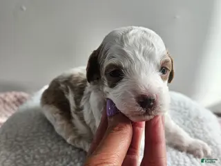 Cavapoo dogs Apollo - Ad 34