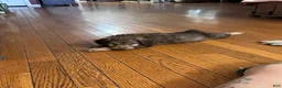 Aussiedoodle dogs for sale: Aussiedoodle 3 - Ad 3