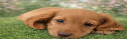 Miniature Dachshund dogs for sale: Vinny G  - Ad 6