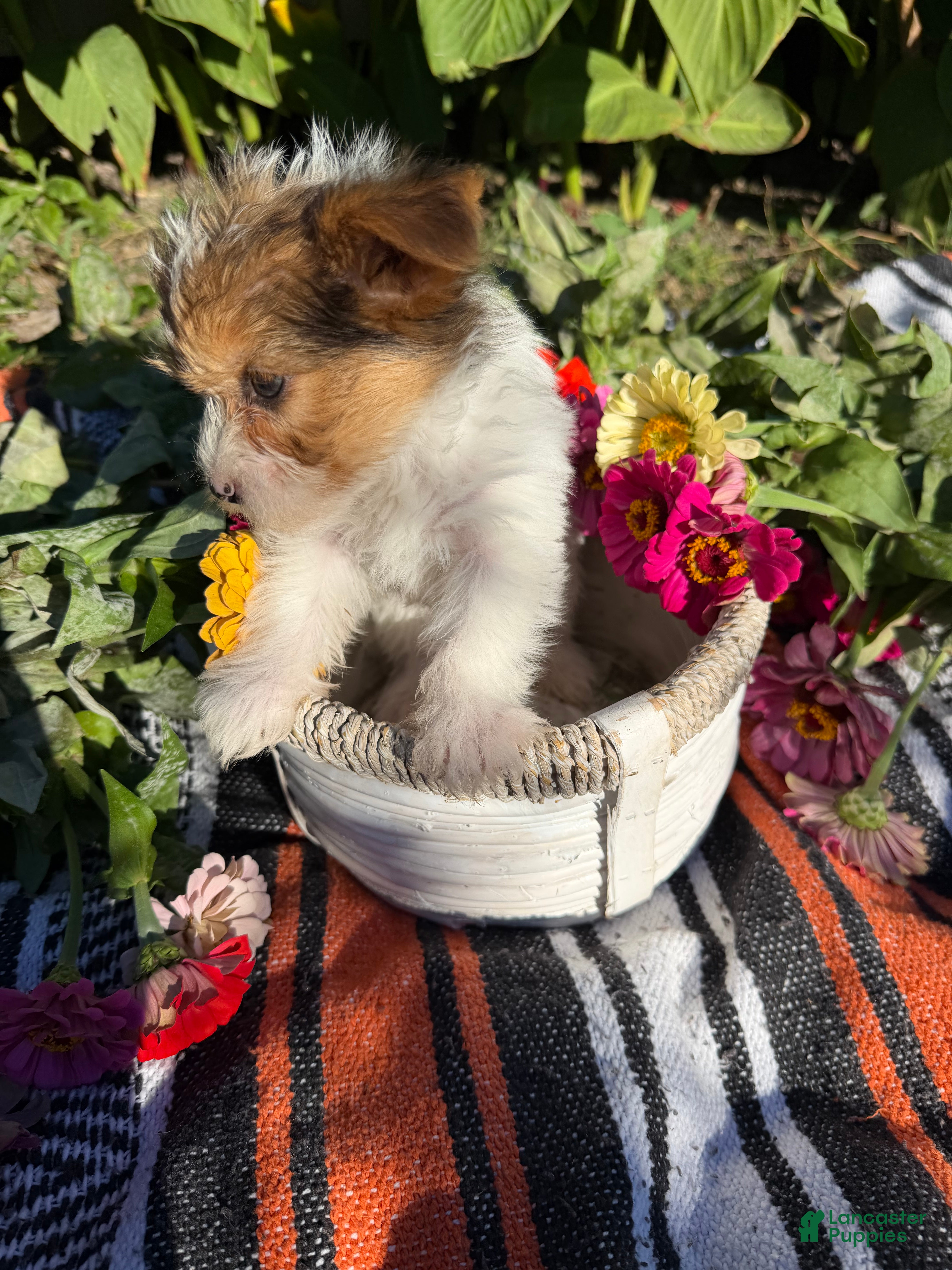Yorkshire Terrier dogs Yorkshire Terrier 1 - Ad 2