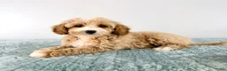 Cavapoo dogs for sale: Coconut - Ad 2