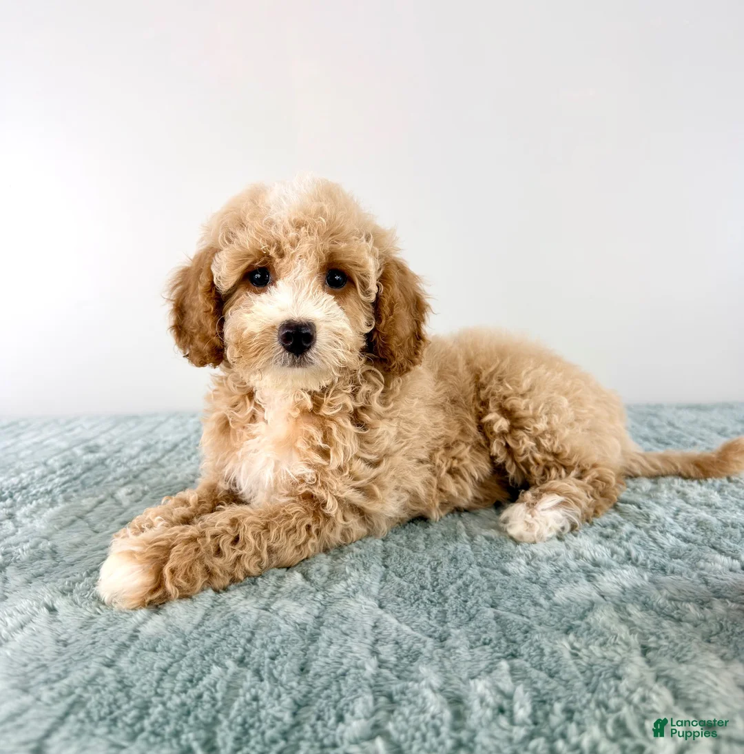 Cavapoo dogs for sale: Coconut - Ad 2