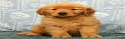 Golden Retriever dogs for sale: Quincey - Ad 5