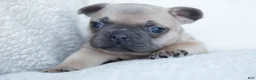 French Bulldog dogs for sale: Penny AKC - Ad 12