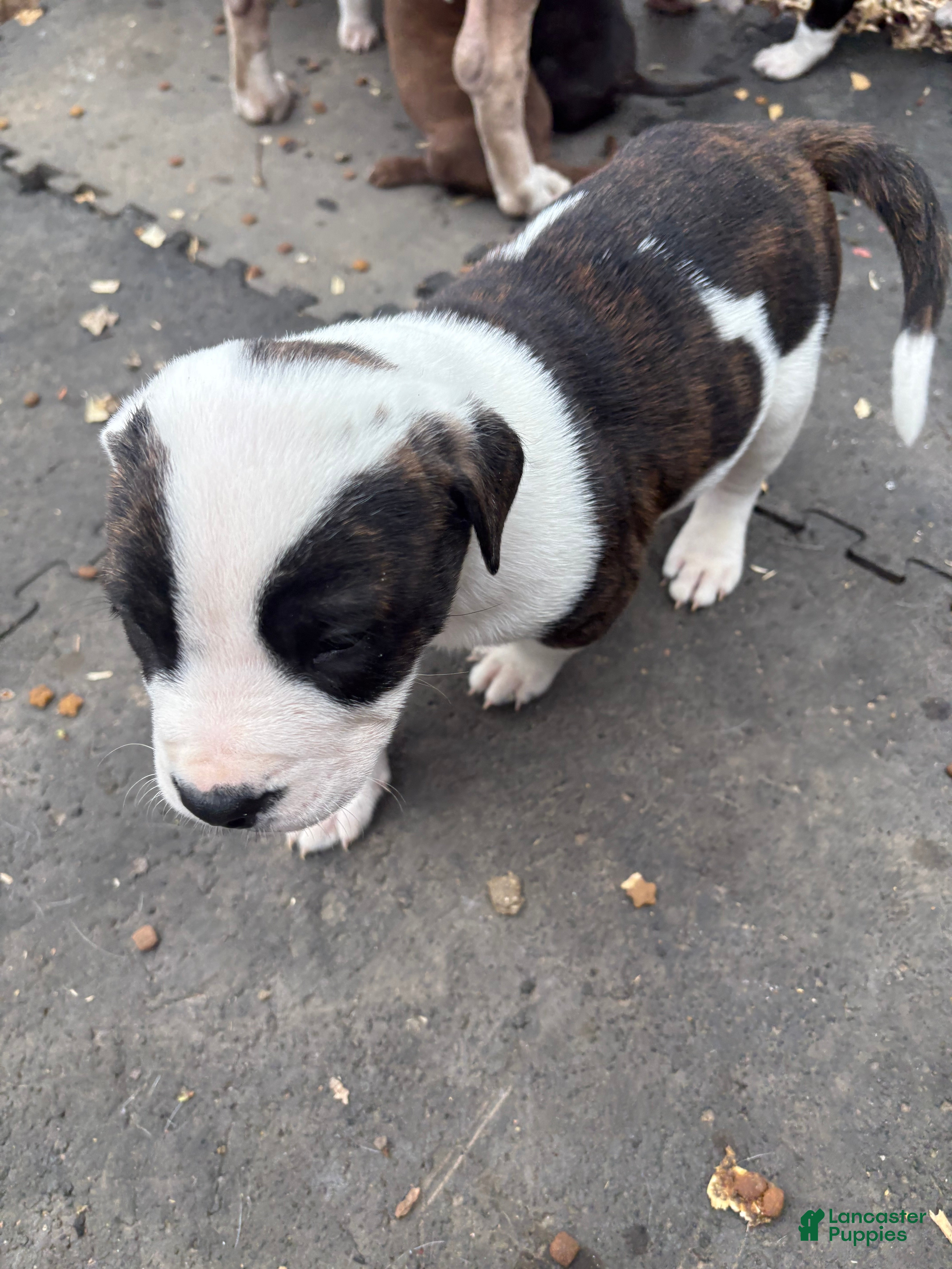 Mixed Breed dogs Mixed Breed Puppy 1 - Ad 29