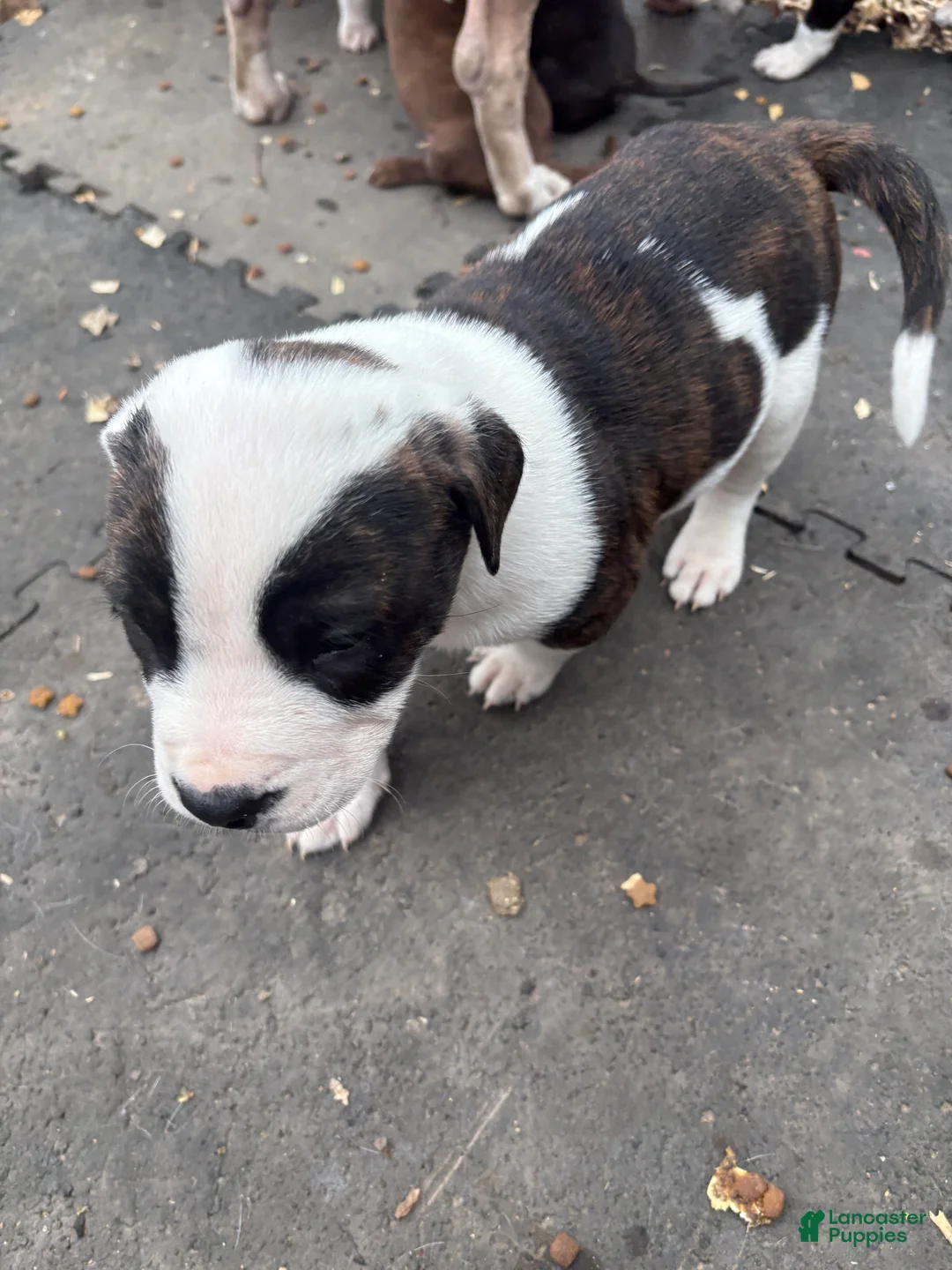 Mixed Breed dogs for sale: Mixed Breed Puppy 1 - Ad 1