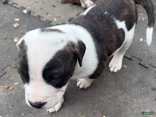 Mixed Breed dogs Mixed Breed Puppy 1 - Ad 29