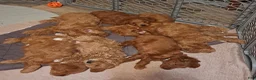 Miniature Poodle dogs for stud: Mini Poodle Stud Male FOR SALE - Ad 6