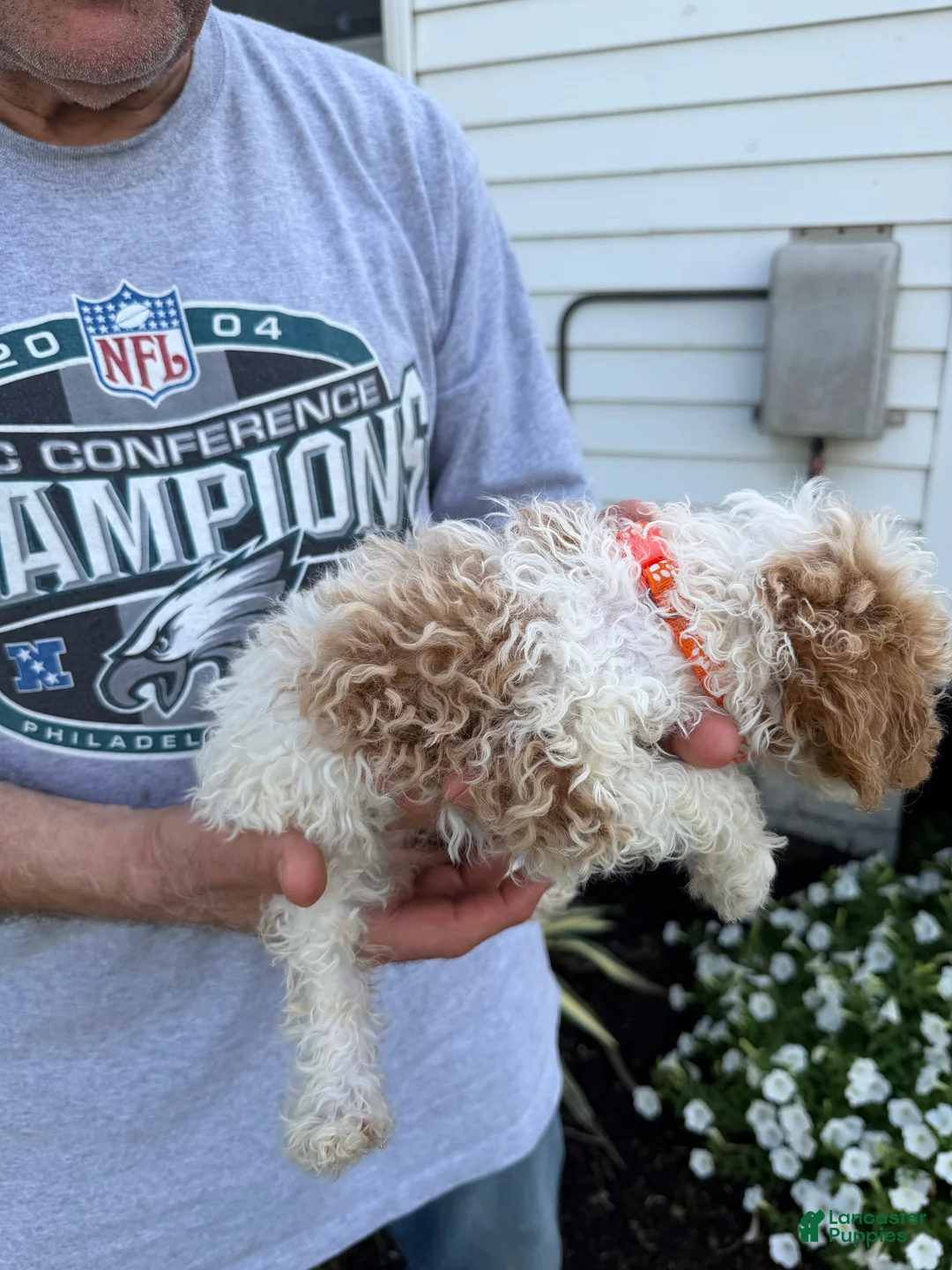 Miniature Poodle dogs for sale: Miniature Poodle 6 - Ad 2