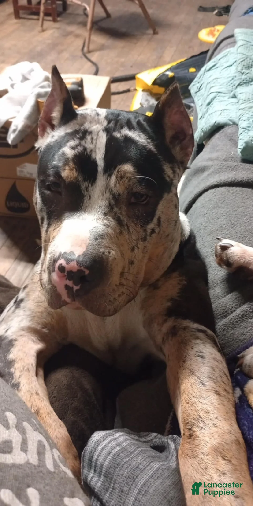 Gallery Image {{count}}