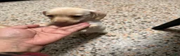 Mixed Breed dogs for sale: Tommy - Ad 1