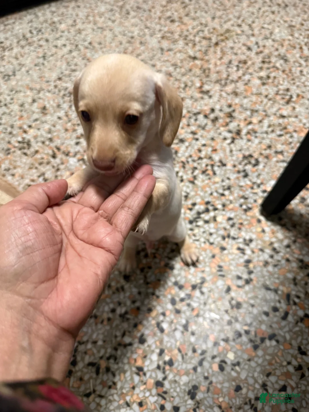 Mixed Breed dogs for sale: Tommy - Ad 1